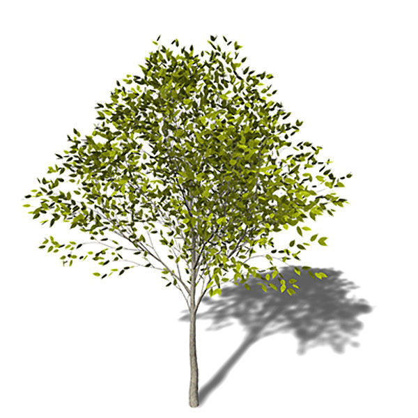 maya xfrogplants japanese zelkova tree - XfrogPlants Japanese Zelkova by xfrog