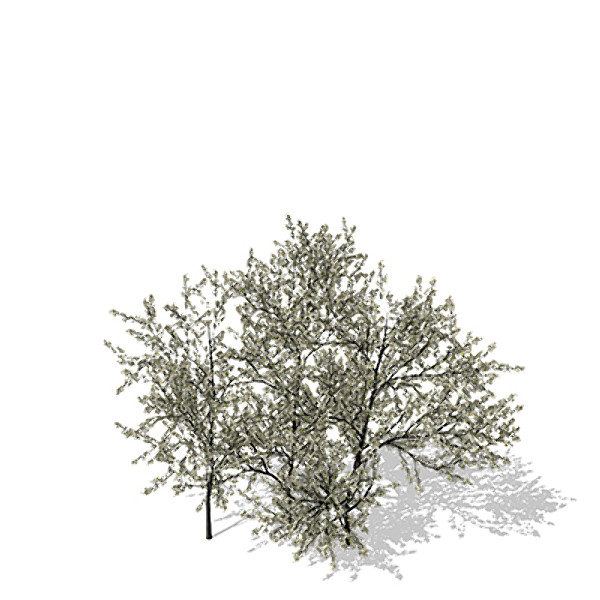 3ds max xfrogplants blackthorn - XfrogPlants Blackthorn by xfrog