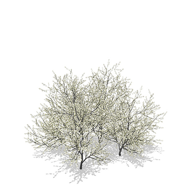 3ds max xfrogplants blackthorn - XfrogPlants Blackthorn by xfrog