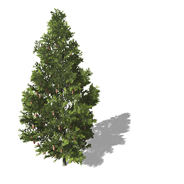 xfrogplants grand fir tree 3d 3ds - XfrogPlants Grand Fir by xfrog