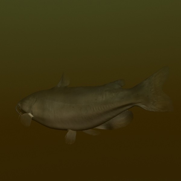 catfish freshwater 3d max - Freshwater Catfish... by gauthier12