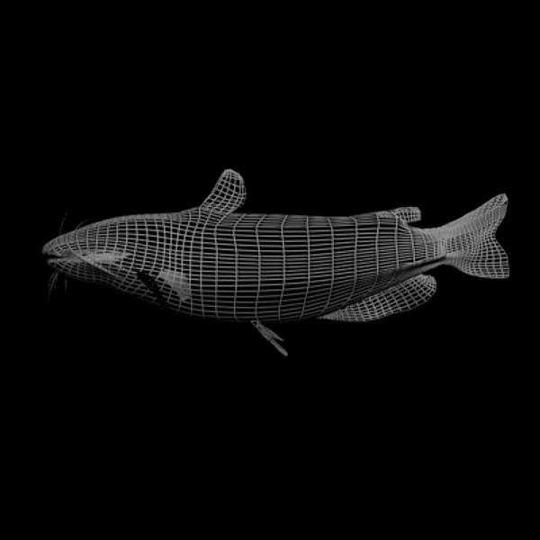 catfish freshwater 3d max - Freshwater Catfish... by gauthier12