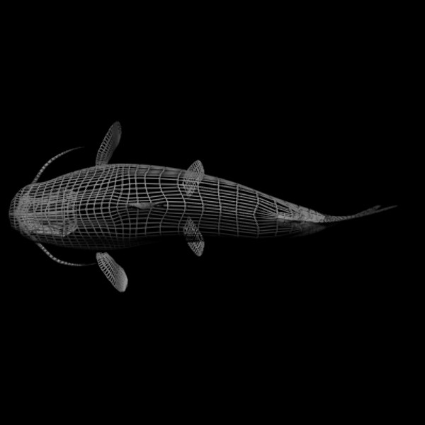 catfish freshwater 3d max - Freshwater Catfish... by gauthier12