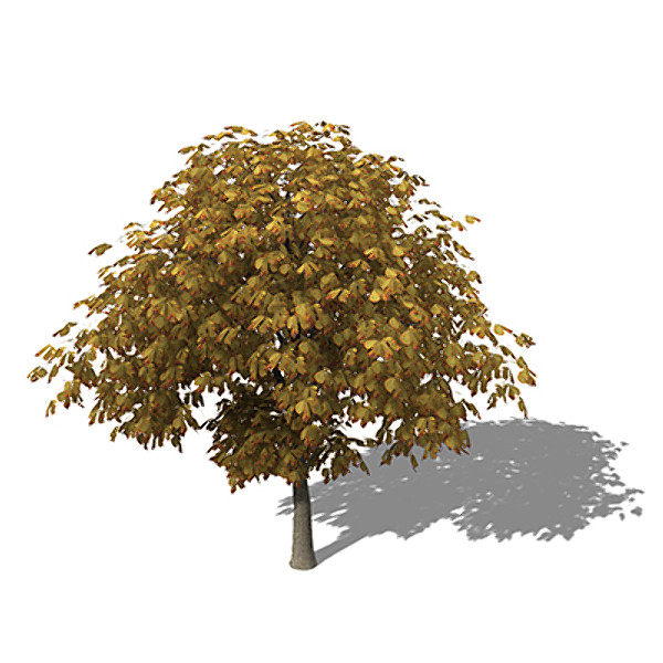 3d model xfrogplants autumn horse chestnut - XfrogPlants Autumn Horse Chestnut by xfrog