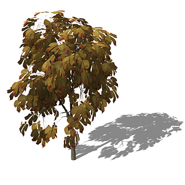 3d model xfrogplants autumn horse chestnut - XfrogPlants Autumn Horse Chestnut by xfrog