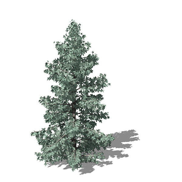 3dsmax xfrogplants engelmann white spruce - XfrogPlants Engelmann White Spruce by xfrog