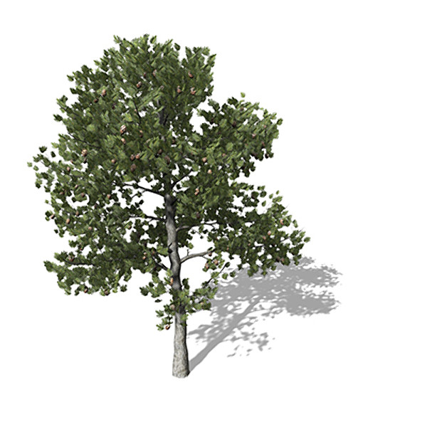 3dsmax xfrogplants coulter pine tree - XfrogPlants Coulter Pine by xfrog