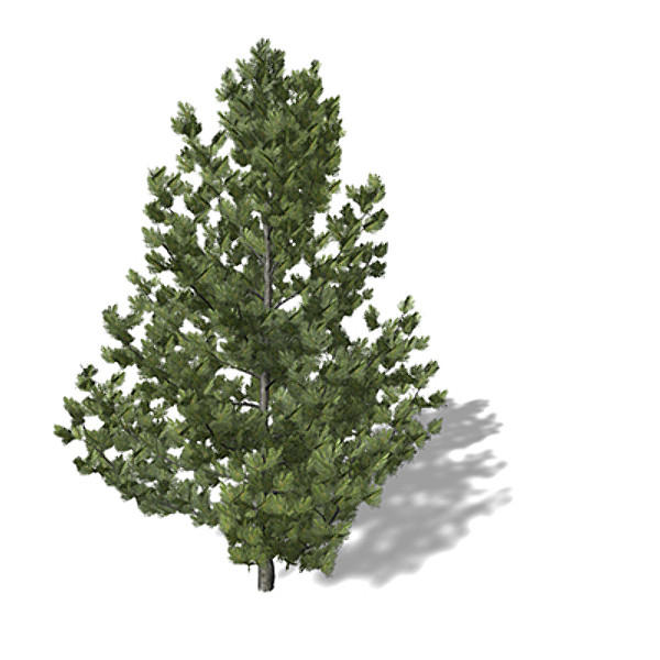 3dsmax xfrogplants coulter pine tree - XfrogPlants Coulter Pine by xfrog