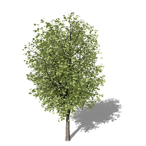 xfrogplants oriental planetree tree 3d model - XfrogPlants Oriental Planetree by xfrog