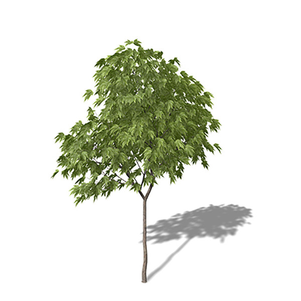 xfrogplants oriental planetree tree 3d model - XfrogPlants Oriental Planetree by xfrog