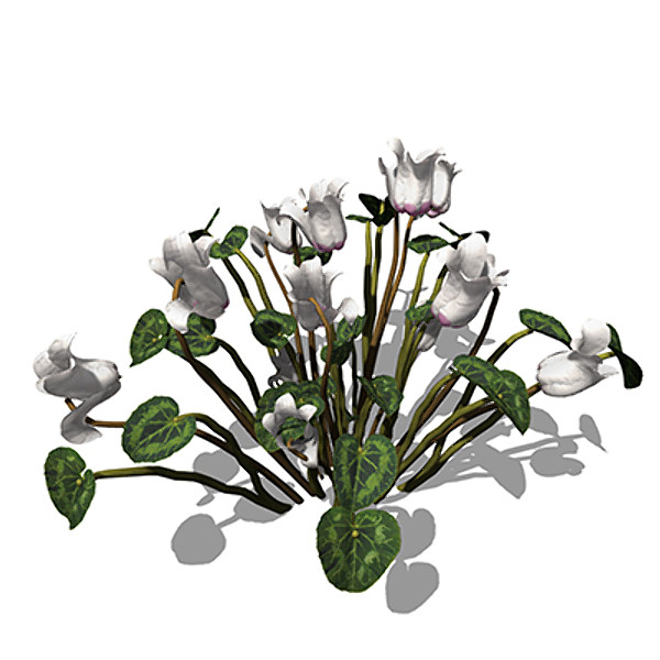 3d model xfrogplants cyclamen plant - XfrogPlants Cyclamen by xfrog