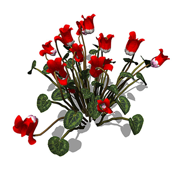 3d model xfrogplants cyclamen plant - XfrogPlants Cyclamen by xfrog
