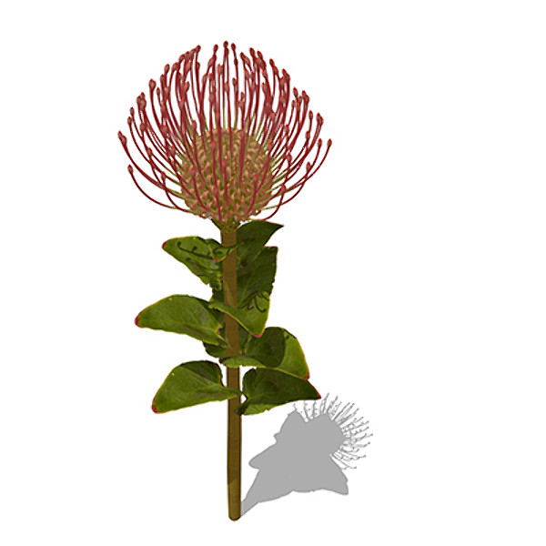 xfrogplants nodding pincushion plant 3d max - XfrogPlants Nodding Pincushion by xfrog