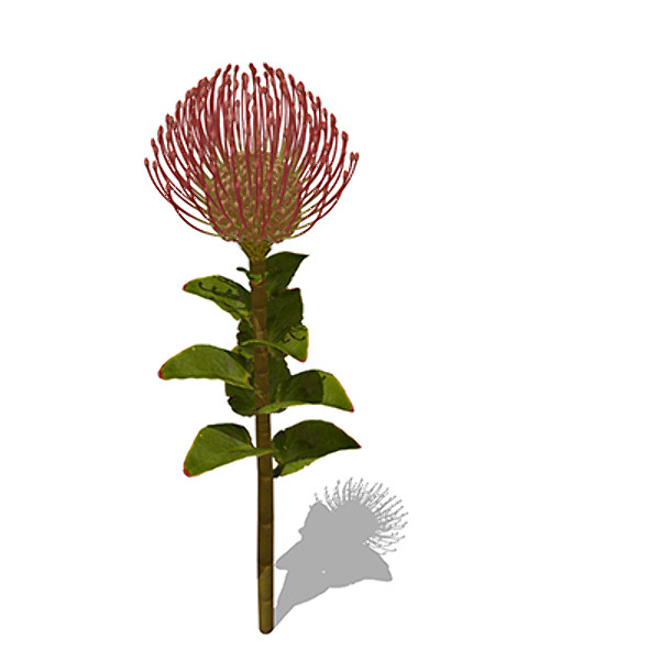xfrogplants nodding pincushion plant 3d max - XfrogPlants Nodding Pincushion by xfrog