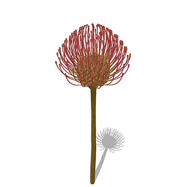 xfrogplants nodding pincushion plant 3d max - XfrogPlants Nodding Pincushion by xfrog