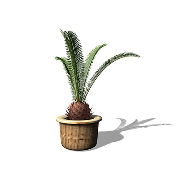 xfrogplants sago palm plant max - XfrogPlants Sago Palm by xfrog