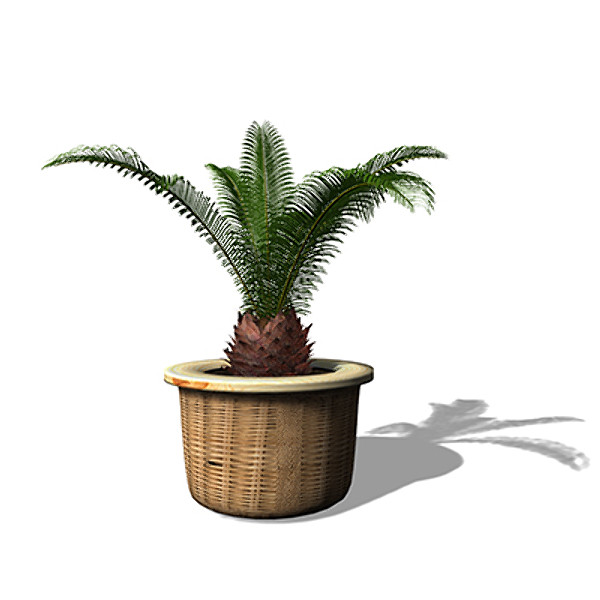 xfrogplants sago palm plant max - XfrogPlants Sago Palm by xfrog