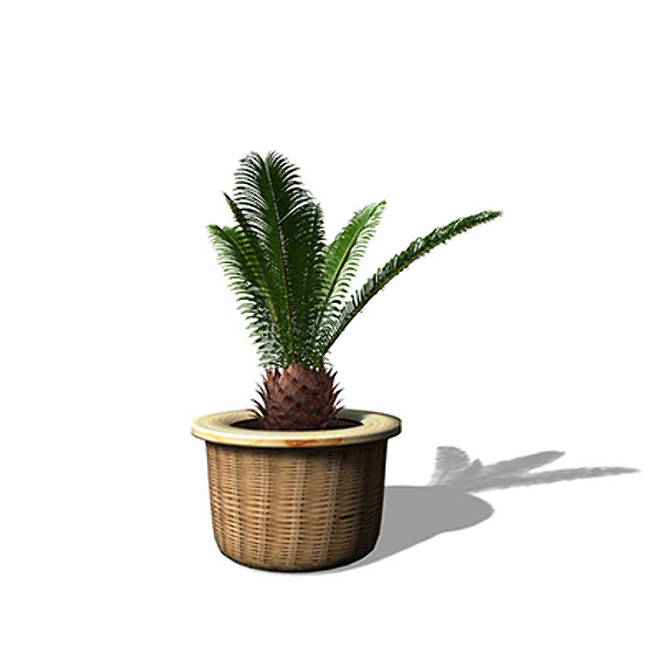 xfrogplants sago palm plant max - XfrogPlants Sago Palm by xfrog