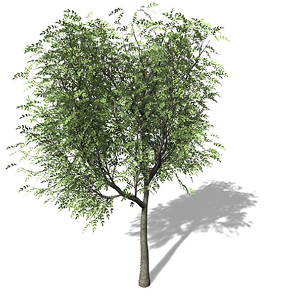 xfrogplants japanese walnut tree c4d - XfrogPlants Japanese Walnut by xfrog
