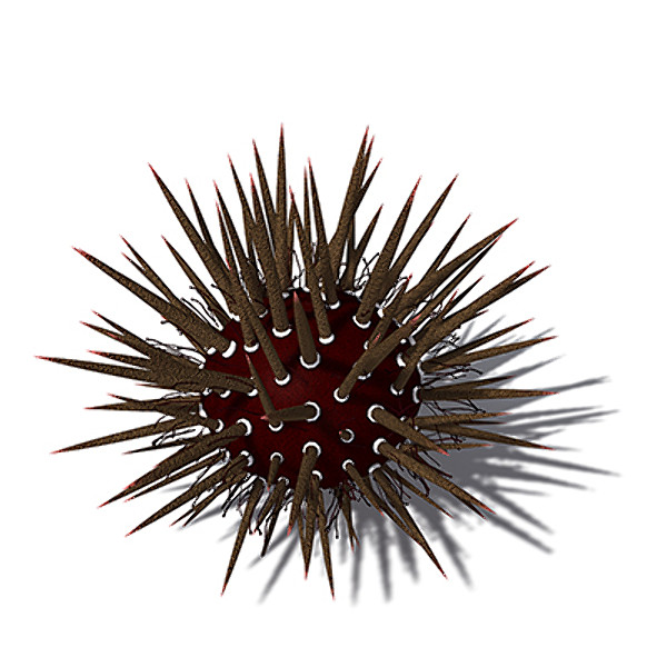 3d model xfrogplants mathaeus sea urchin - XfrogPlants Mathaeus Sea Urchin by xfrog