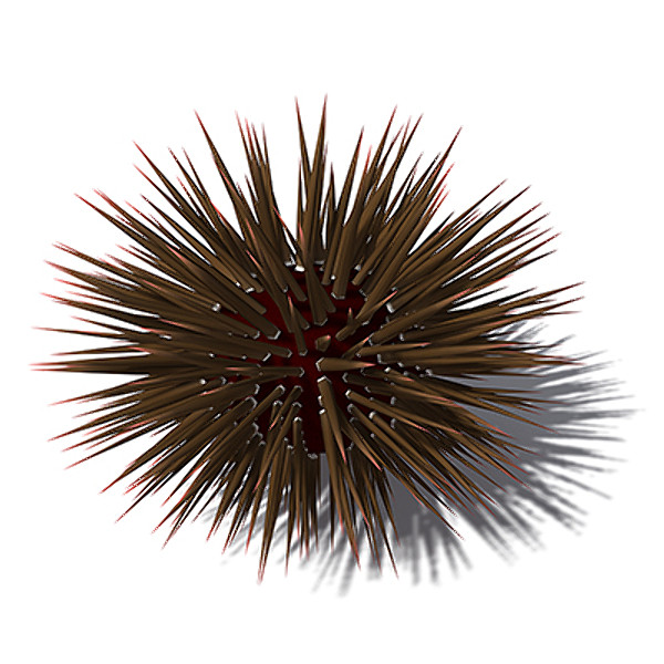 3d model xfrogplants mathaeus sea urchin - XfrogPlants Mathaeus Sea Urchin by xfrog