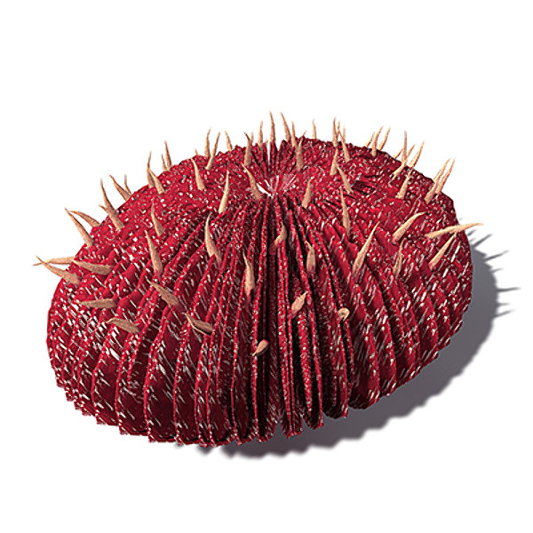 xfrogplants curved mushroom coral max - XfrogPlants Curved Mushroom Coral by xfrog