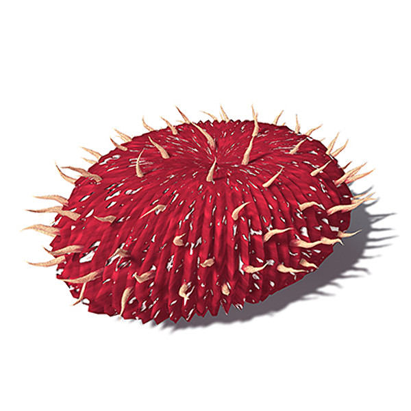 xfrogplants curved mushroom coral max - XfrogPlants Curved Mushroom Coral by xfrog