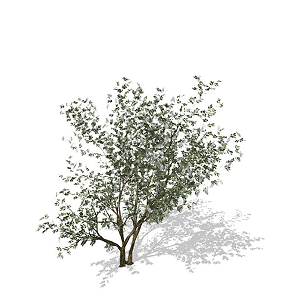 3d xfrogplants european bird-cherry europe - XfrogPlants European Bird-cherry by xfrog