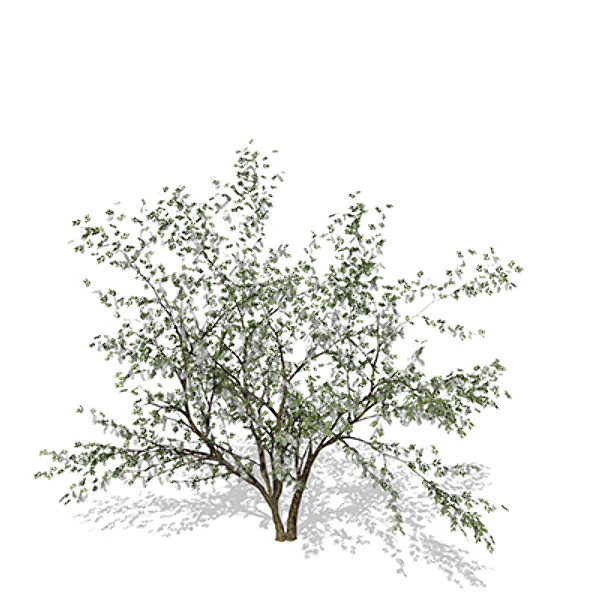 3d xfrogplants european bird-cherry europe - XfrogPlants European Bird-cherry by xfrog