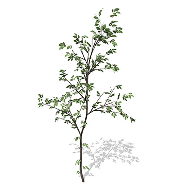 3d xfrogplants european bird-cherry europe - XfrogPlants European Bird-cherry by xfrog