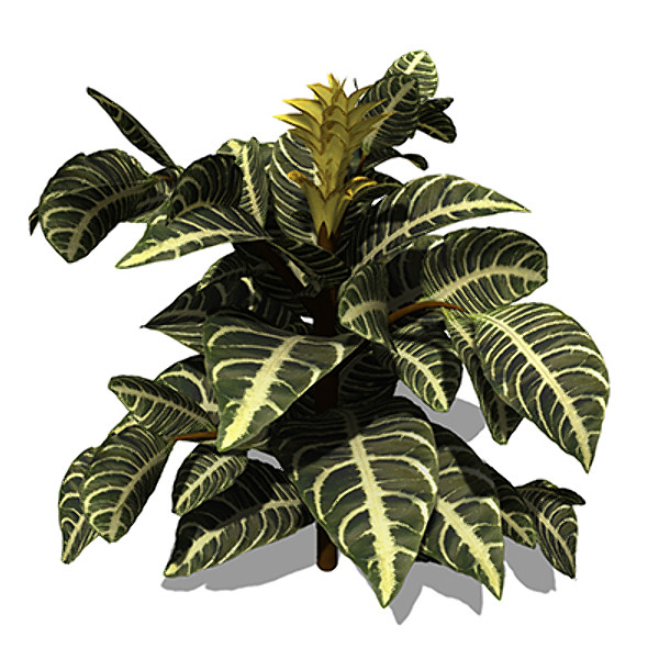 xfrogplants zebra plant 3d model - XfrogPlants Zebra Plant by xfrog