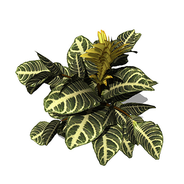 xfrogplants zebra plant 3d model - XfrogPlants Zebra Plant by xfrog