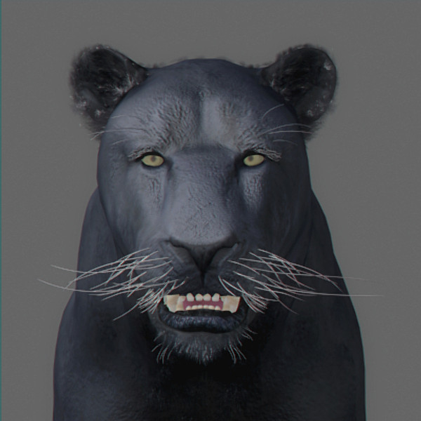 panther pantera tiger cat 3d model - Panther... by NONECG