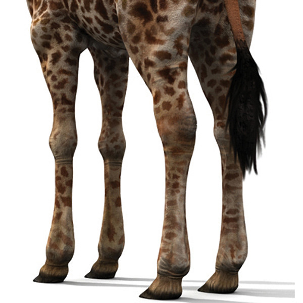 giraffe max - giraffe_max.zip... by David Penfound