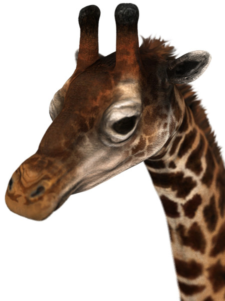 giraffe max - giraffe_max.zip... by David Penfound