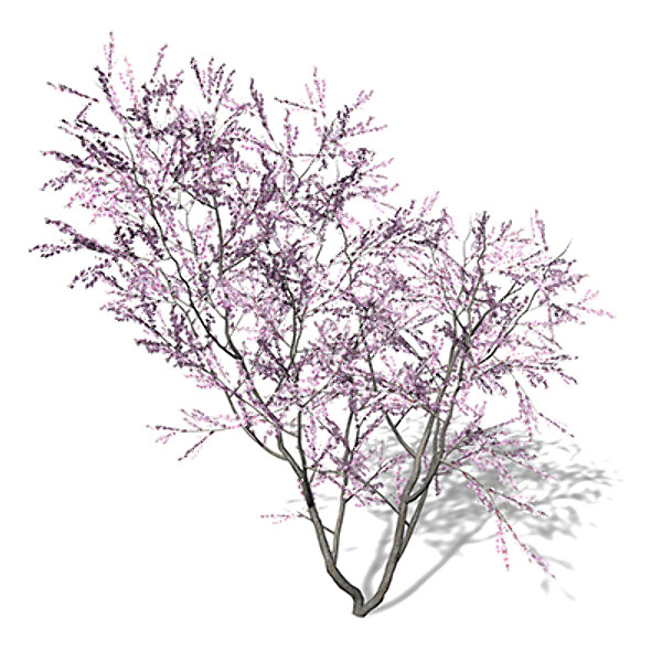 3d xfrogplants blossoming peach tree model - XfrogPlants Blossoming Peach Tree by xfrog