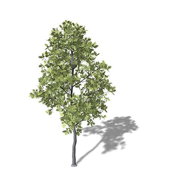 xfrogplants pyrenean oak tree obj - XfrogPlants Pyrenean Oak by xfrog