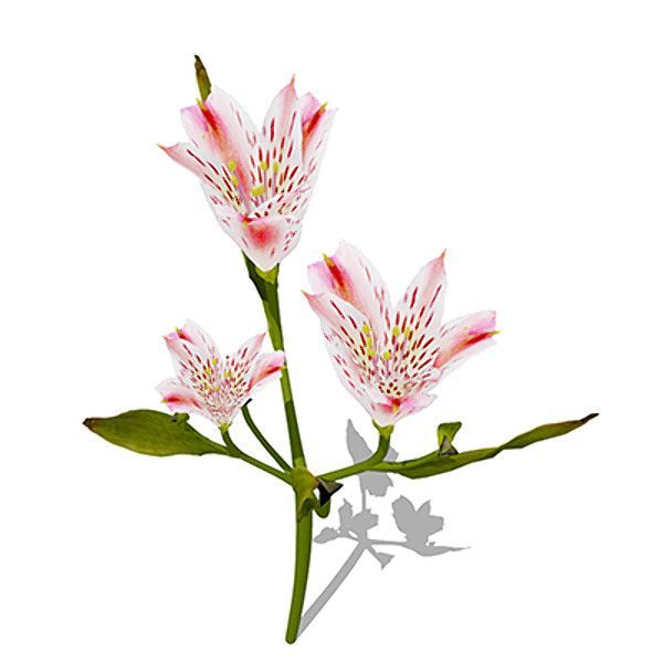 xfrogplants pink tiger lily 3d model - XfrogPlants Pink Tiger Lily by xfrog