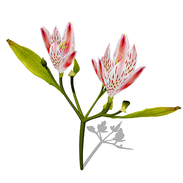 xfrogplants pink tiger lily 3d model - XfrogPlants Pink Tiger Lily by xfrog