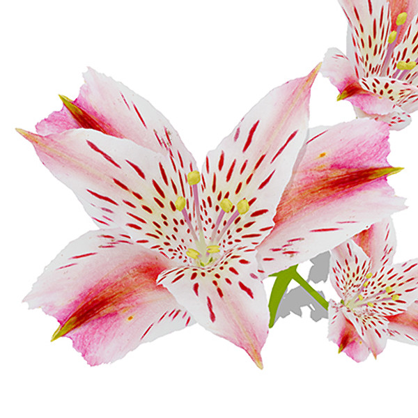 xfrogplants pink tiger lily 3d model - XfrogPlants Pink Tiger Lily by xfrog