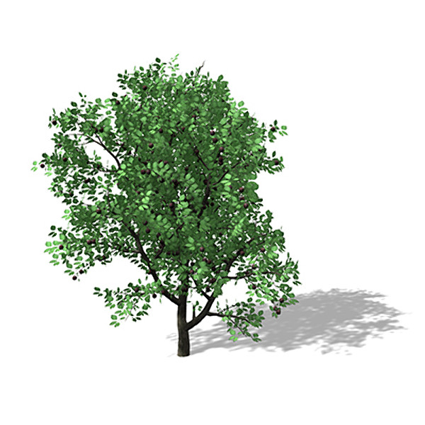 3d xfrogplants plum tree - XfrogPlants Plum Tree by xfrog