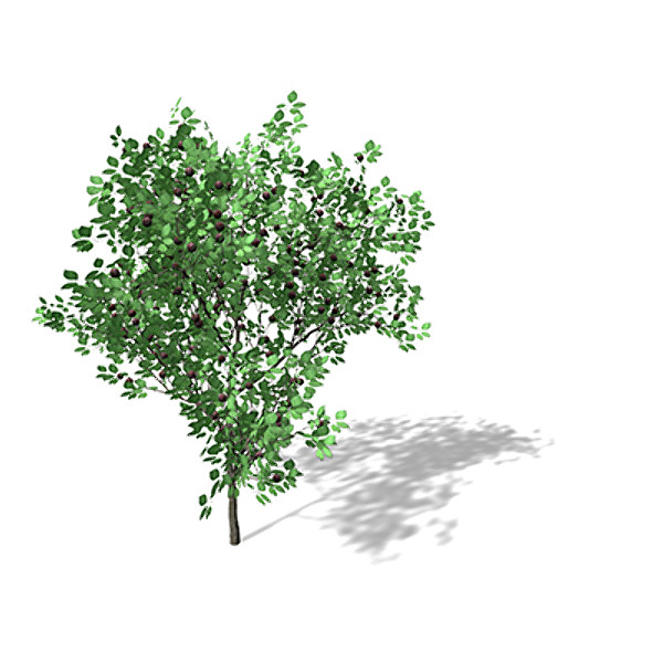 3d xfrogplants plum tree - XfrogPlants Plum Tree by xfrog