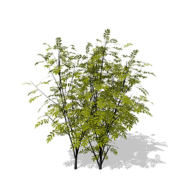 3d max xfrogplants european mountain ash - XfrogPlants European Mountain Ash by xfrog