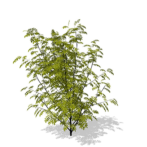 3d max xfrogplants european mountain ash - XfrogPlants European Mountain Ash by xfrog