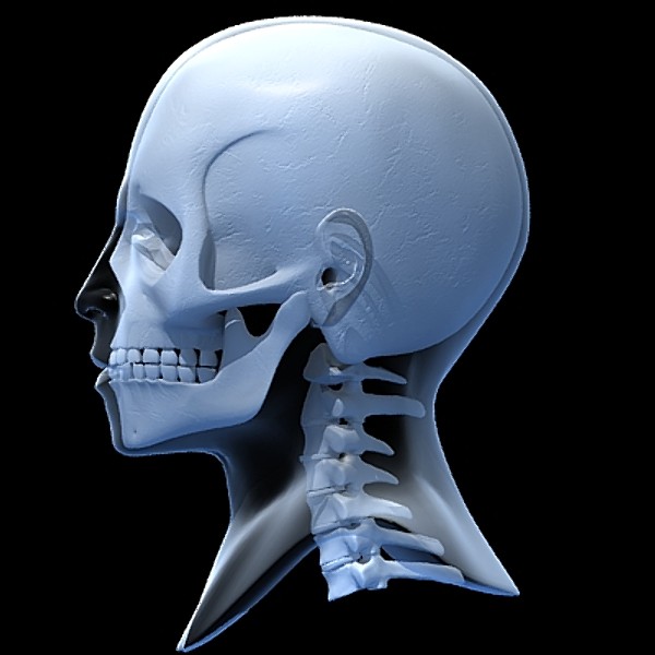 skull cervical spine 3d max - Skull and cervical spine by RadioMatrix