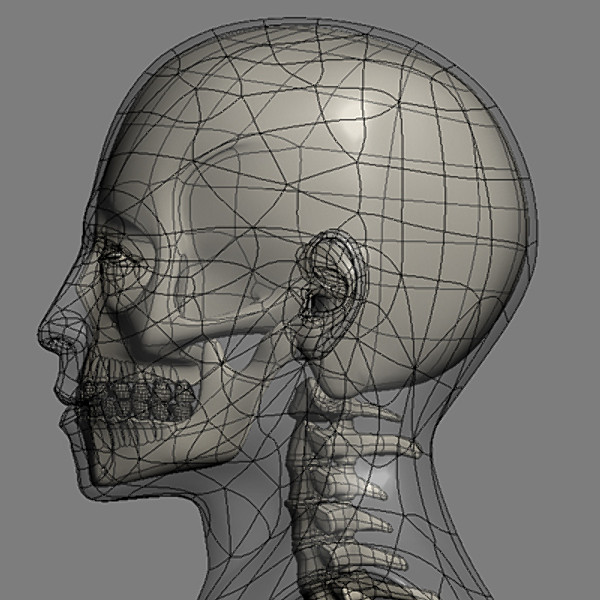 skull cervical spine 3d max - Skull and cervical spine by RadioMatrix