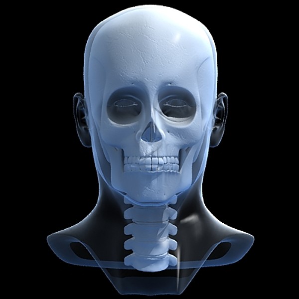 skull cervical spine 3d max - Skull and cervical spine by RadioMatrix