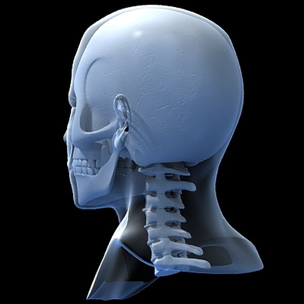 skull cervical spine 3d max - Skull and cervical spine by RadioMatrix