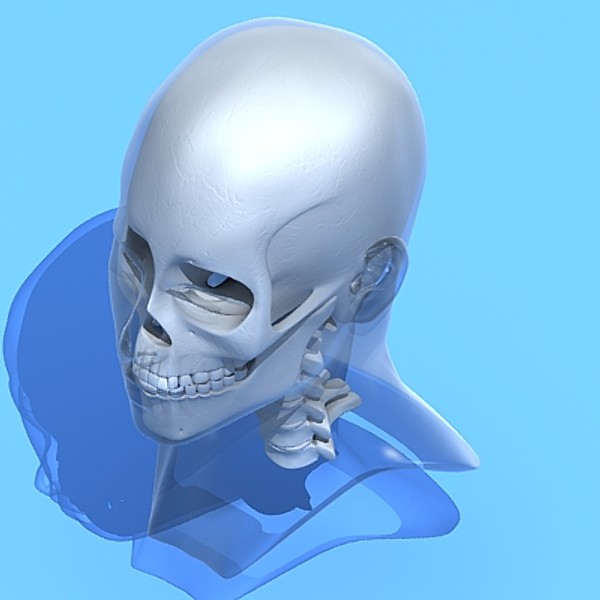 skull cervical spine 3d max - Skull and cervical spine by RadioMatrix