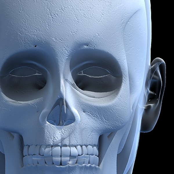 skull cervical spine 3d max - Skull and cervical spine by RadioMatrix